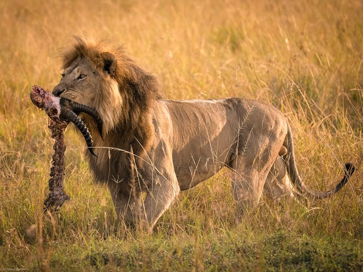 Tsavo East National Park Safari